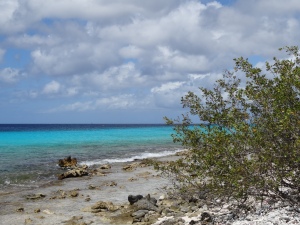 Oil Slick Dive site, Bonaire